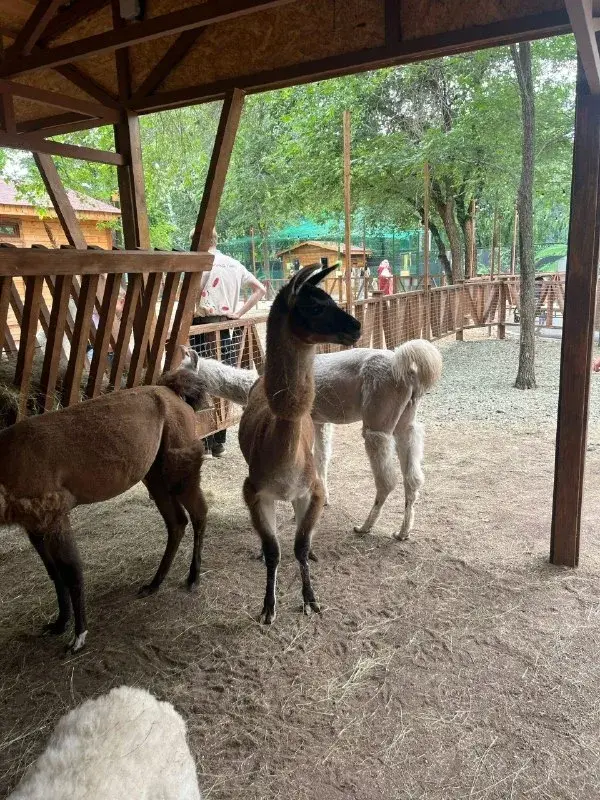 Альпака Оренбург 🦙🦙🦙🦙🦙🦙