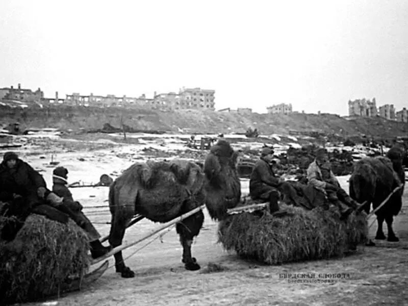 Почему логотип Верблюда? Орен-АЙ доска объявлений