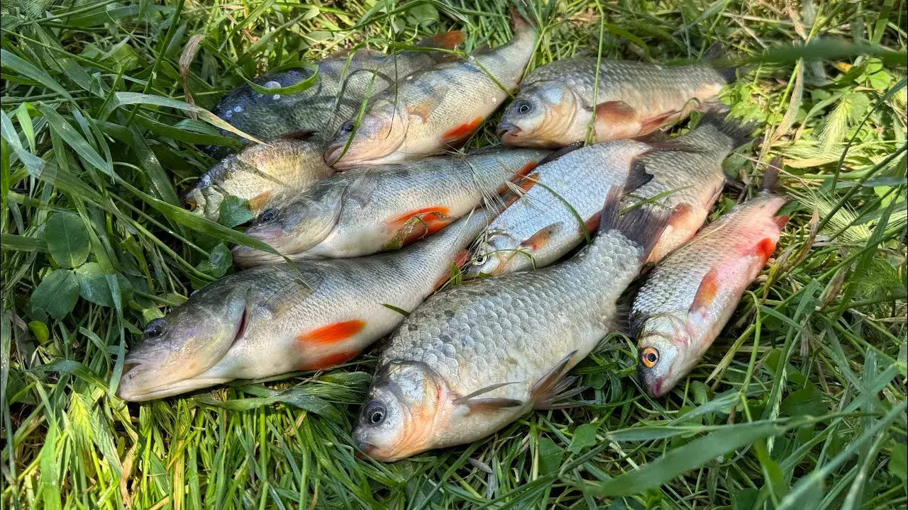 Рыбалка в Оренбурге: места, виды рыб и советы для удачной ловли